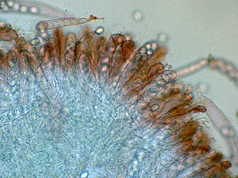 Boubovia ovalispora 10 - Ascos x 400-001